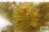 Myriophyllum Matogrossense Dark and Fluffy Aquarium Plant For Sale_ Aquarium Plants For Sale_Red Plants