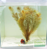 Myriophyllum Matogrossense Dark and Fluffy Aquarium Plant For Sale_ Aquarium Plants For Sale_Red Plants