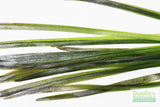 Vallisneria Spiralis Leopard_Easy Background Aquarium Plant For Sale