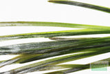 Vallisneria Spiralis Leopard (Easy Background Aquarium Plant) (Shorter and lighter color)