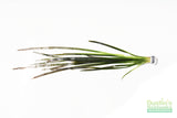 Vallisneria Spiralis Leopard_Easy Background Aquarium Plant For Sale