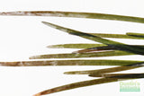 Vallisneria Spiralis Leopard (Easy Background Aquarium Plant) (Shorter and lighter color)