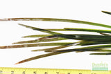 Vallisneria Spiralis Leopard (Easy Background Aquarium Plant) (Shorter and lighter color)