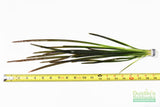 Vallisneria Spiralis Leopard (Easy Background Aquarium Plant) (Shorter and lighter color)