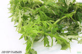 Water Wisteria Hygrophila Difformis_Aquarium PLant_Aquarium PLants for sale