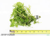 Water Wisteria Hygrophila Difformis_Aquarium PLant_Aquarium PLants for sale