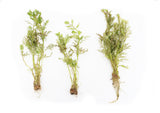 Water Wisteria The Hardiest Hygrophila_Hygrophila Difformis_Aquarium Plant_Aquarium Plants_Aquarium Plant For Sale