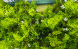 Water Sprite_Ceratopteris Thalicroides_Mega Hardy Plant_Aquarium Plants For sale_Aquarium Plant