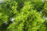 Water Sprite_Ceratopteris Thalicroides_Mega Hardy Plant_Aquarium Plants For sale_Aquarium Plant