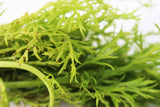 Water Sprite_Ceratopteris Thalicroides_Mega Hardy Plant_Aquarium Plants For sale_Aquarium Plant