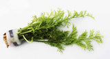Water Sprite_Ceratopteris Thalicroides_Mega Hardy Plant_Aquarium Plants For sale_Aquarium Plant