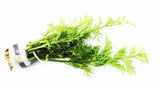 Water Sprite_Ceratopteris Thalicroides_Mega Hardy Plant_Aquarium Plants For sale_Aquarium Plant