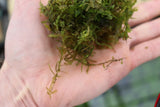 Weeping Moss Versicularia daubenyana aquarium plant for sale. Aquarium Moss for sale. close up in hand.