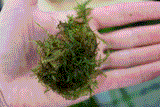 Weeping Moss Versicularia daubenyana aquarium plant for sale. Aquarium Moss for sale. close up in hand.