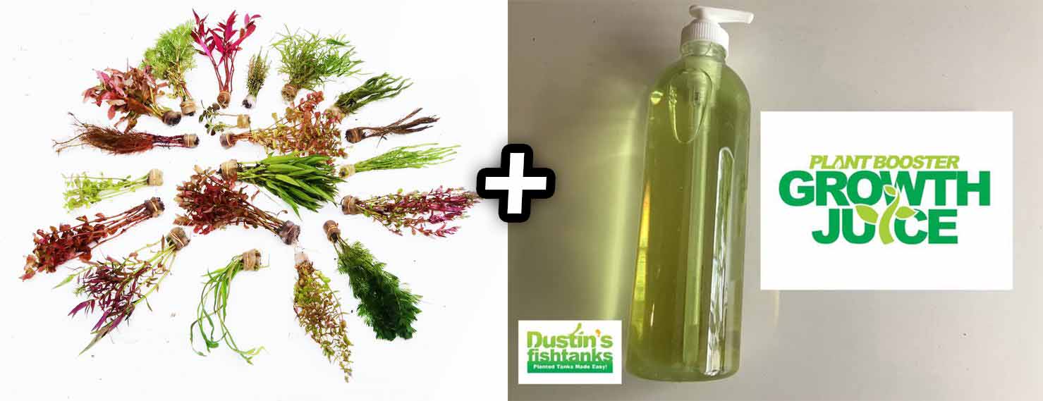 Our Best Selling “Beautiful Plants" Combo Get 4 plants for ONLY $19.95