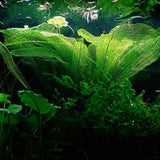 best-selling-plants