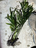 Bolbitus (BULLET PROOF) heudelotii, African Water Fern
