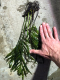Bolbitus (BULLET PROOF) heudelotii, African Water Fern