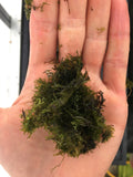 Riccardia sp (Pelia Moss AKA Easiest Moss we Sell)