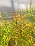 LUDWIGIA ARCUATA (Thin NEEDLE Leaf AMAZING Plant)