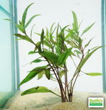Hygrophila Stricta (Red Stem UNIQUE Plant) 5-6 Stems