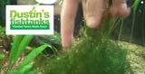Java Moss for sale on Dustin's Fishtanks