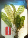 madagascar lace plant for sale