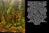 D's Standard Aquarium Plant  Combo Plant Pack (BEST VALUE)