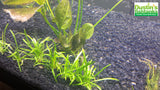 sag carpet growing