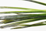 Vallisneria Spiralis Leopard_Easy Background Aquarium Plant For Sale
