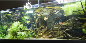 An Aquascaping Challenge You'll Fall in Love With: The Biotope Tank
