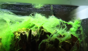 An Easy Guide for Aquarium Algae
