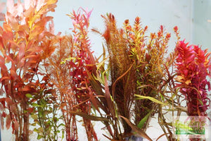 Seeing Red from Not Seeing Red: Quick Guide to Red Aquarium Plants