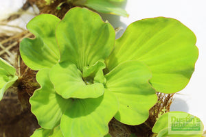 Bad Case of Strep Float: Floating Aquarium Plants That Are Absolutely Sick