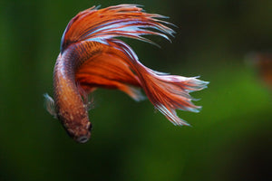 10 Myths You Might Believe About Betta Fish