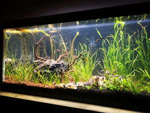 Step-by-Step Guide For Starting an Epic Planted Tank