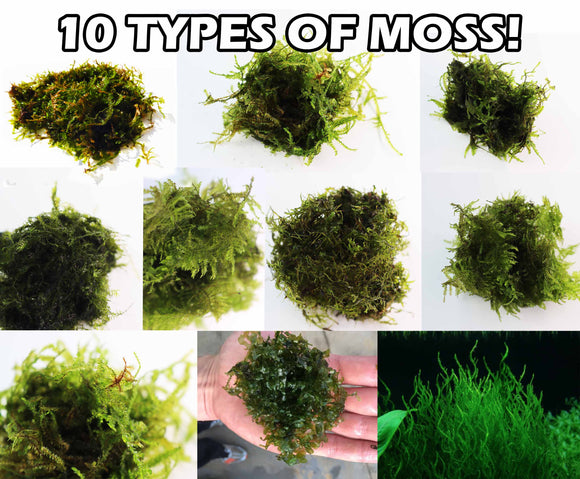 10 types of aquarium moss for sale. Aquarium Plant for sale. 10 types of Java Moss. Mosses. Lots of Moss. Moss Varieties. 