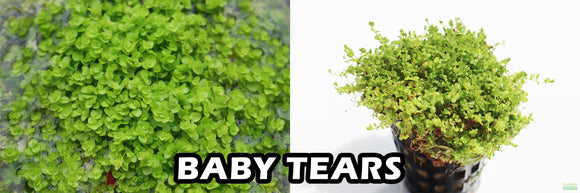 Baby Tears (micranthemum and hemianthus)