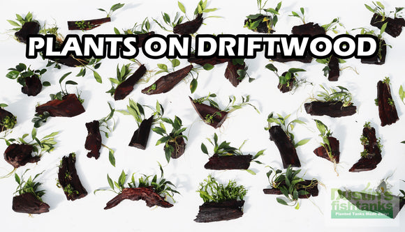AQUARIUM PLANTS ON DRIFTWOOD (MADE IN HOUSE!)