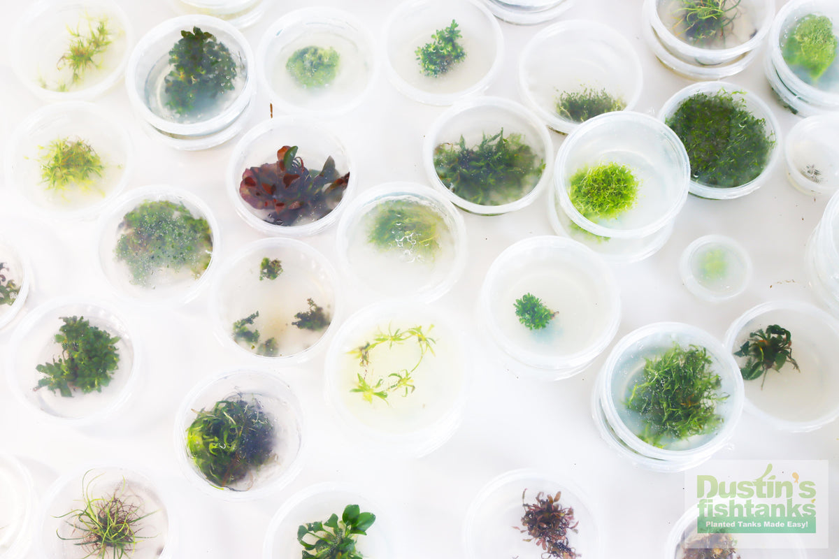 Tissue Culture Aquarium Plants DustinsFishtanks