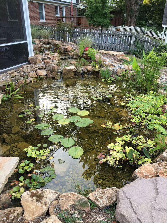 Pond Plants (Garden Pond and Terrarium plants)