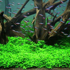 Foreground Aquarium Plants- Get A Carpet!