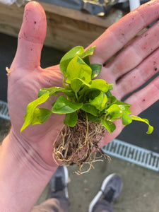 Anubias Golden 50% OFF TODAY ONLY (Bare Root like photo in hand)