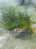 Val Asiatica Biwaensis