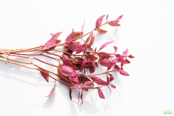 Alternanthera Lilacina (Purple version of our best seller!) Aquarium Plant For Sale