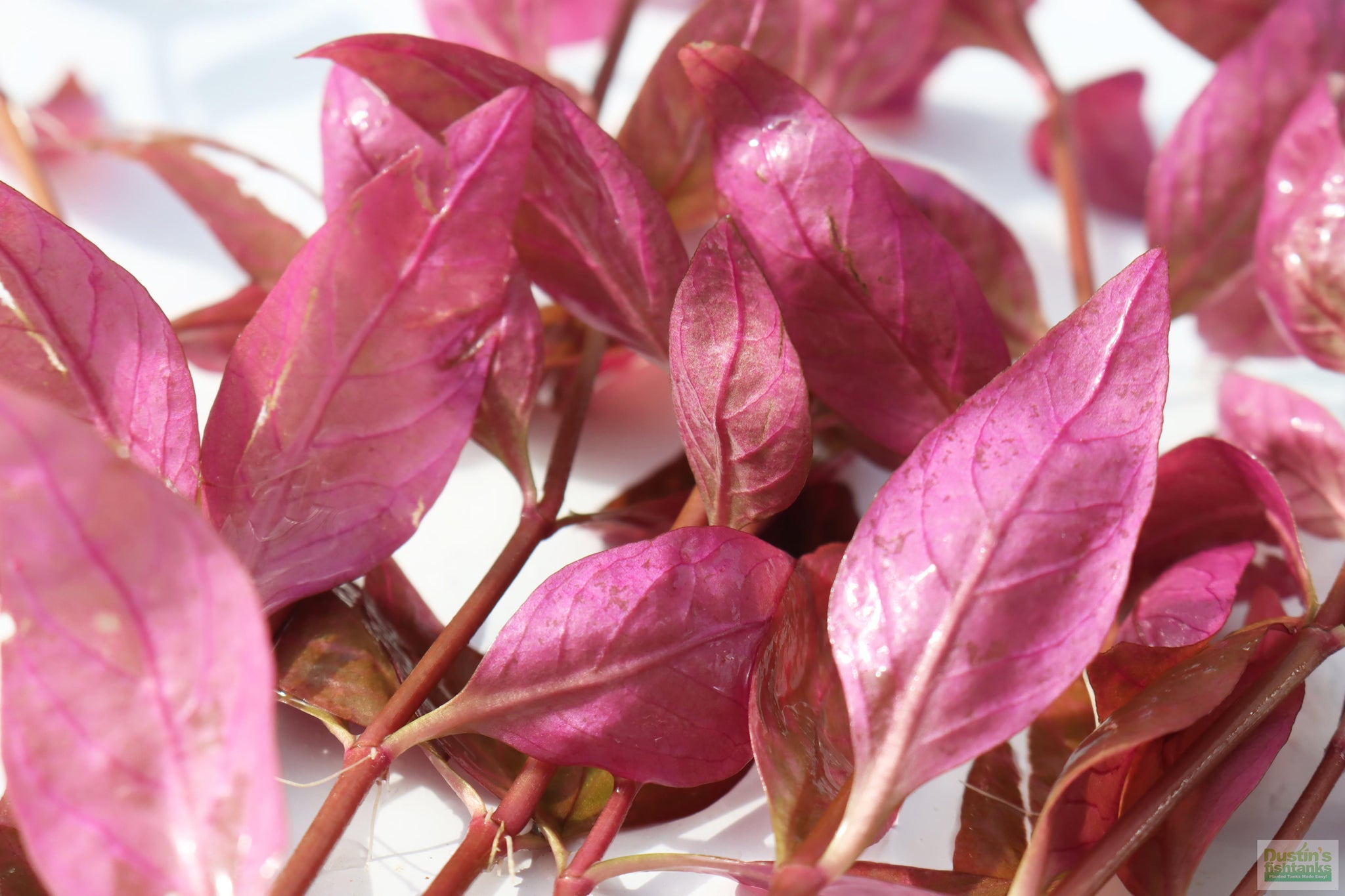 Alternanthera Lilacina (Purple version of our best seller!) –  DustinsFishtanks