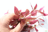 Alternanthera Lilacina (Purple version of our best seller!) Aquarium Plant For Sale