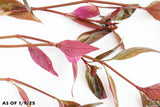 Alternanthera Lilacina_Purple Version Of Our Best Seller_Aquarium Plant For Sale