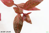 Alternanthera Lilacina_Purple Version Of Our Best Seller_Aquarium Plant For Sale