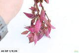 Alternanthera Lilacina_Purple Version Of Our Best Seller_Aquarium Plant For Sale